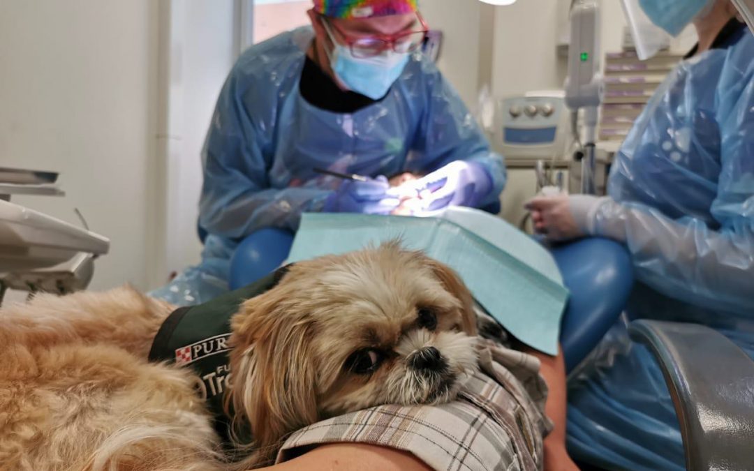 Hospital de Niños Dr. Roberto del Río contará con sesiones de perros de terapia